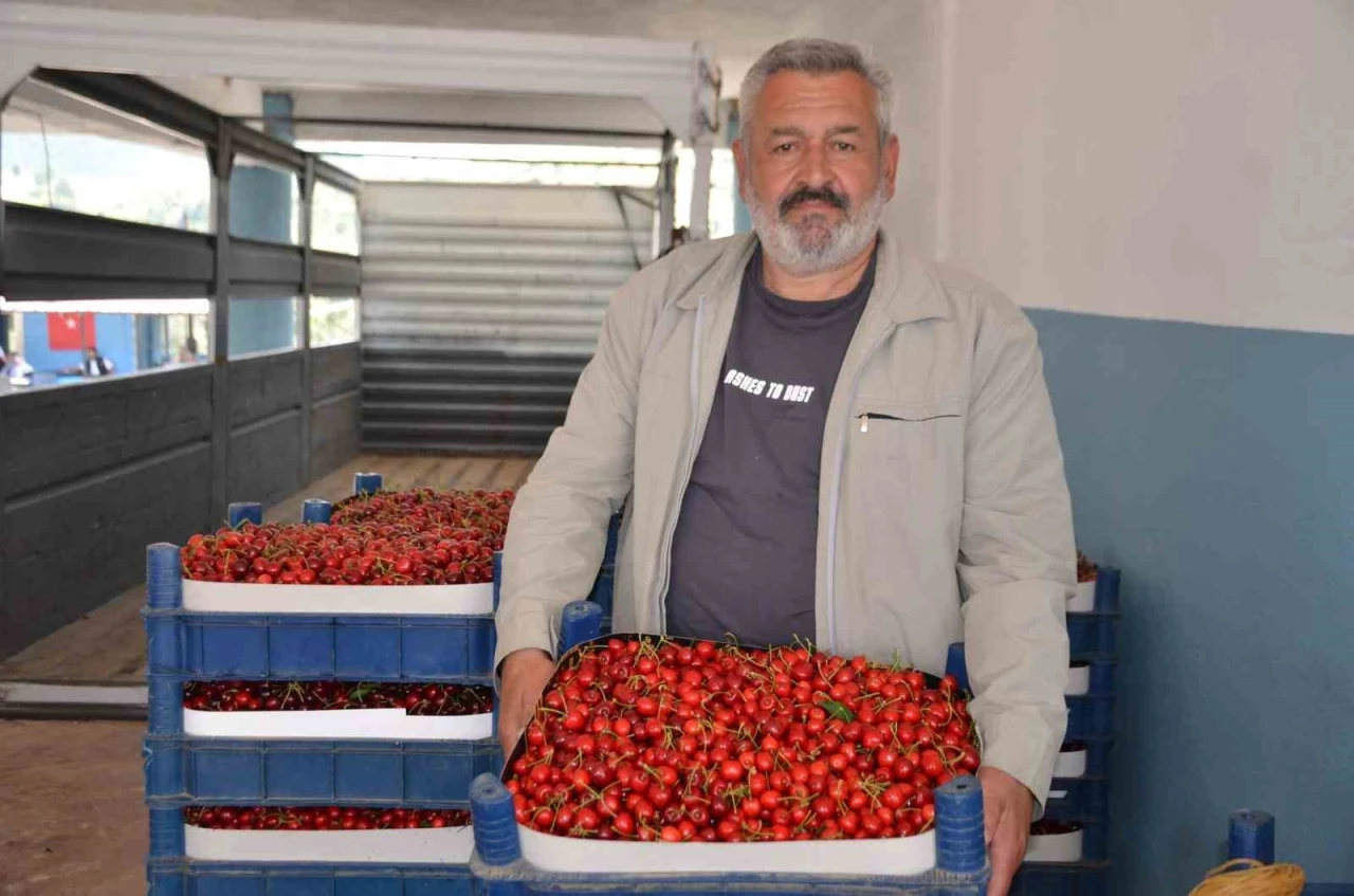 T&uuml;rkiye&rsquo;nin en erken kiraz yetişen ikinci ili olan Bilecik&rsquo;te bu yıl rekolte y&uuml;zleri g&uuml;ld&uuml;rd&uuml;
