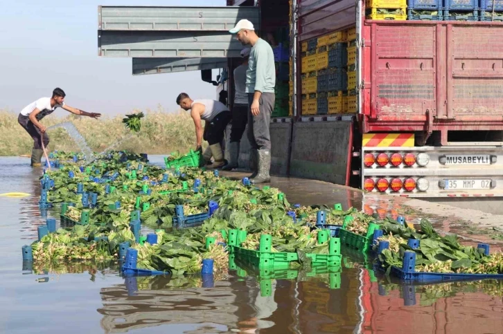 T&uuml;rkiye&rsquo;nin ıspanak deposunda hasat zamanı: Tarlada 4, pazarda 20 TL
