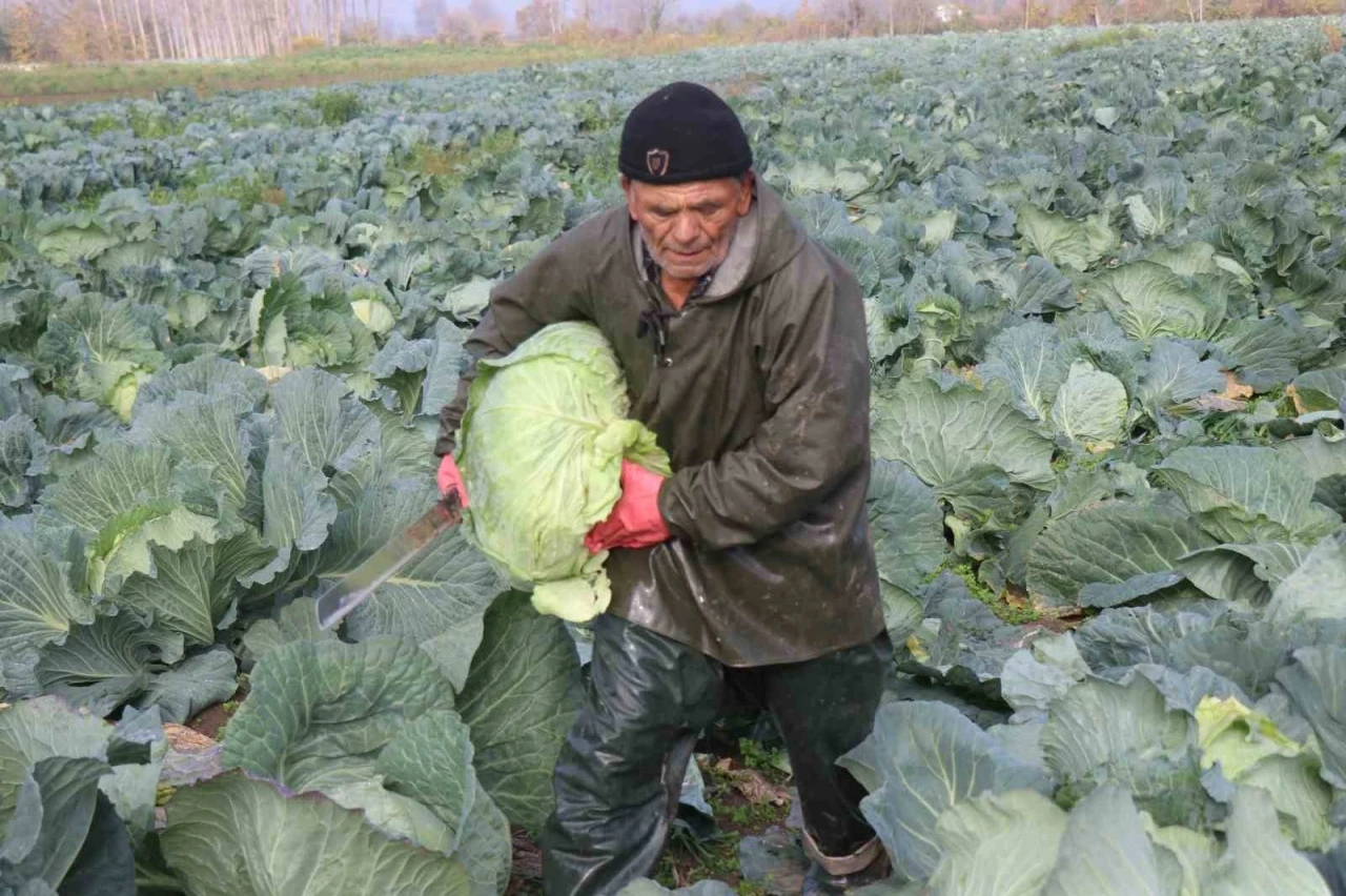 Turşuların başrol oyuncusu lahananın hasadına devam ediliyor
