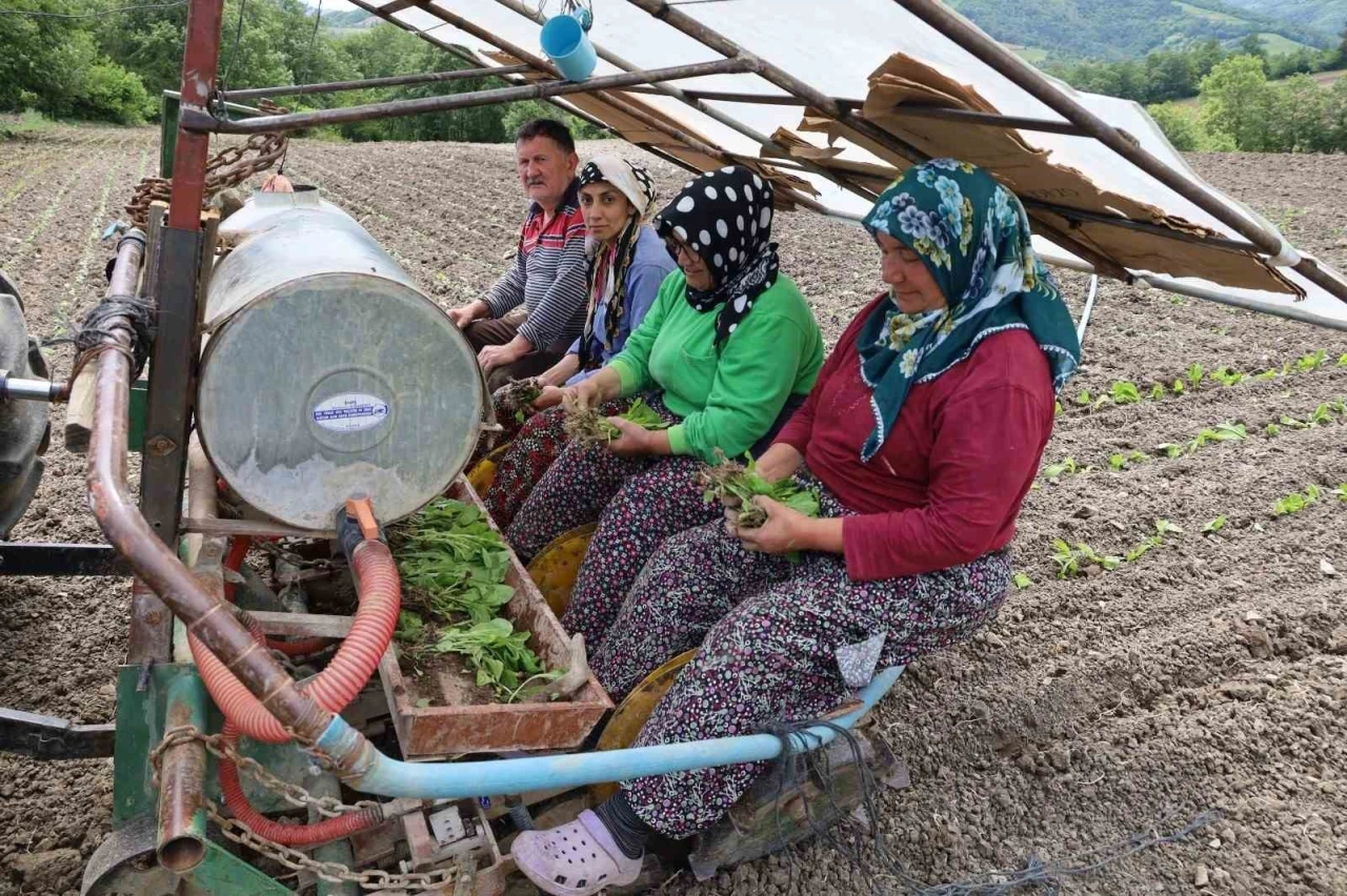 Tütün fideleri toprakla buluşmaya başladı
