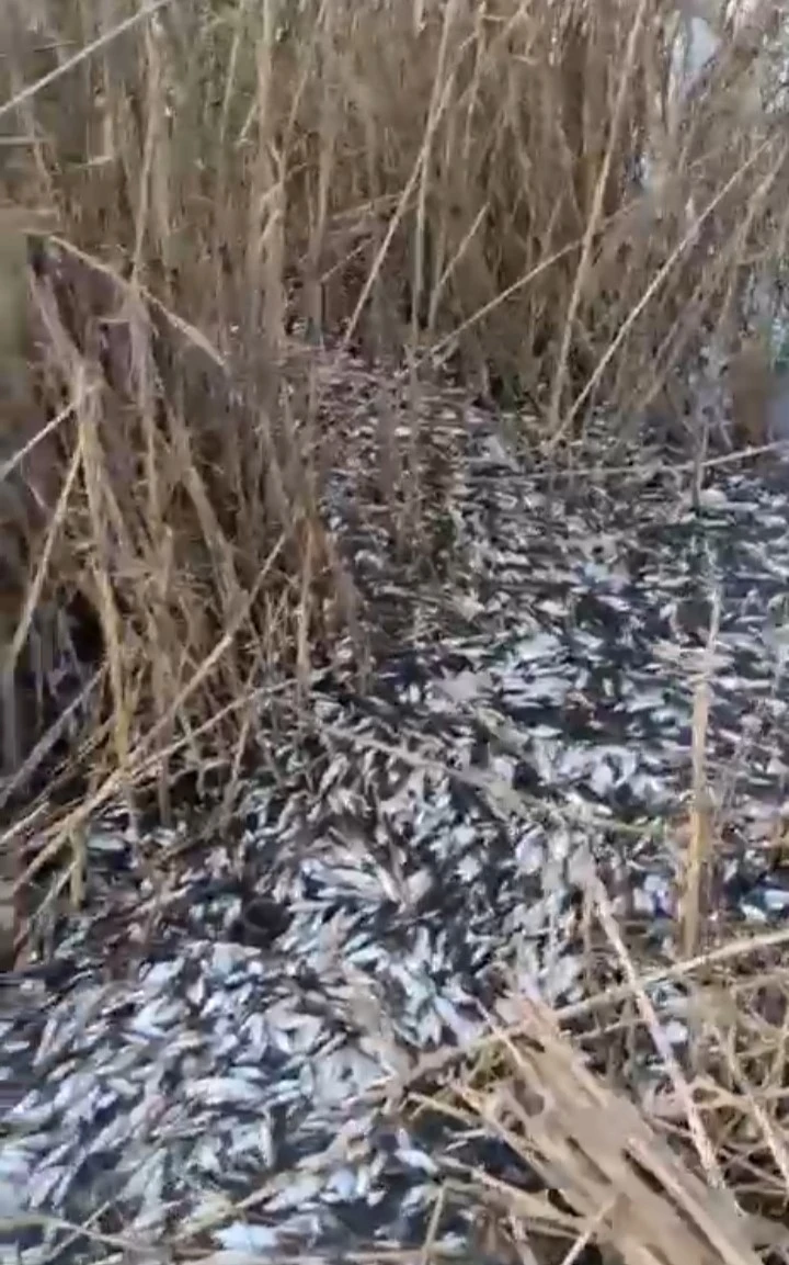 Uluabat Deresi&rsquo;nde binlerce balık &ouml;l&uuml; bulundu
