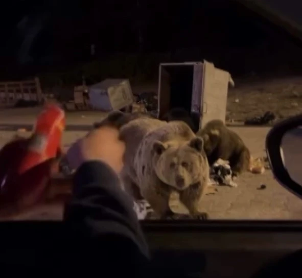 Uludağ’da ayı ailesine sucuk ziyafeti çekerken saldırıya uğradı
