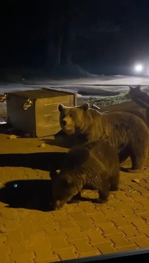 Uludağ&rsquo;da hayvanlar ailemi kameralara yansıdı
