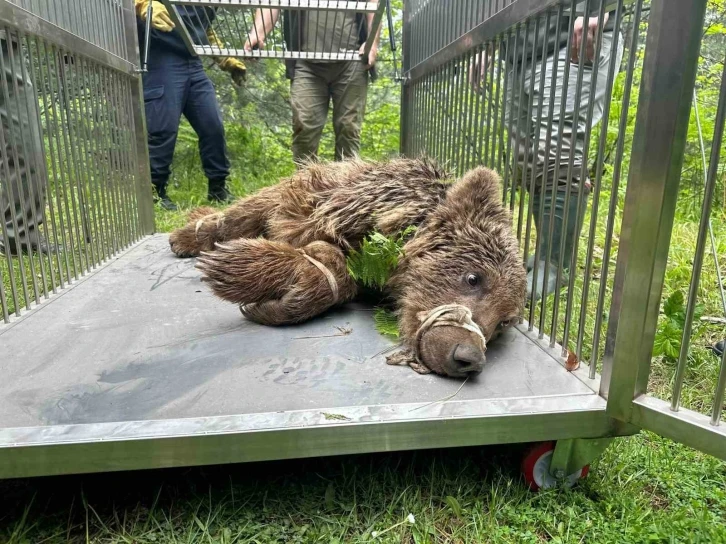 Uludağ’da operasyonla kurtarılan ayının kalça kemiği kırılmış
