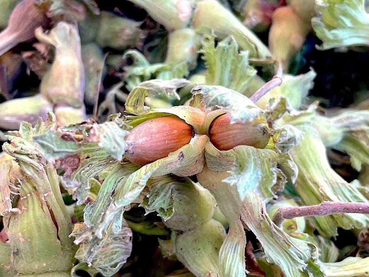 Uludağ&rsquo;ın fındığı destek bekliyor
