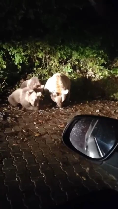 Uludağ&rsquo;ın meşhur yavru ayıları b&uuml;y&uuml;d&uuml;
