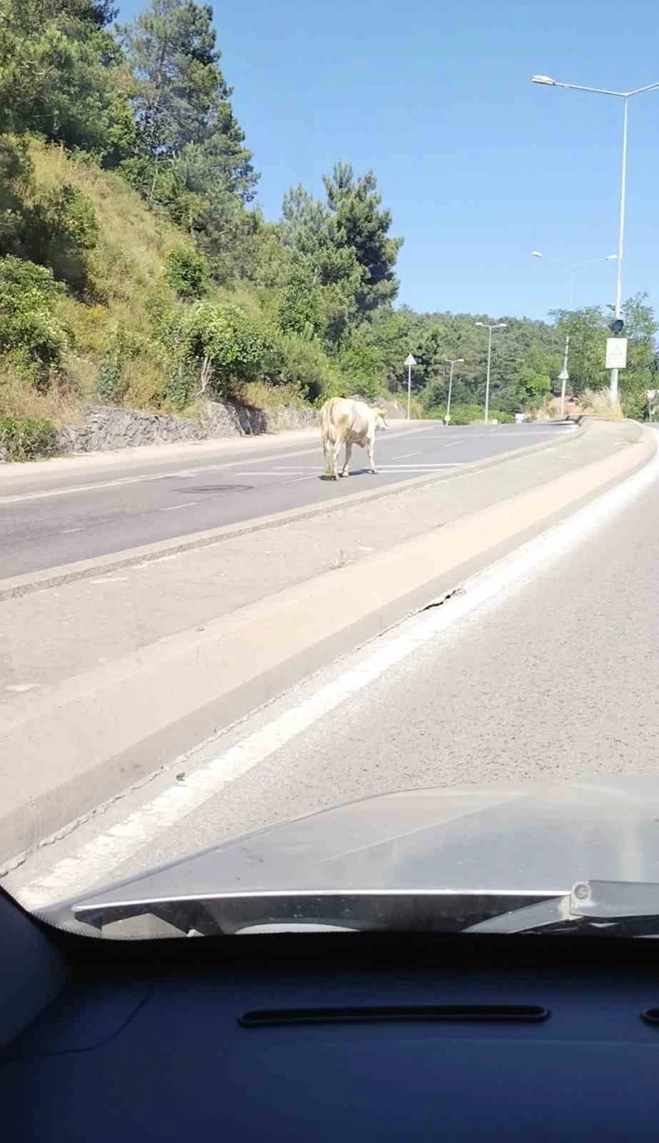 &Uuml;mraniye&rsquo;de cadde ortasında başıboş inek g&ouml;r&uuml;nt&uuml;lendi
