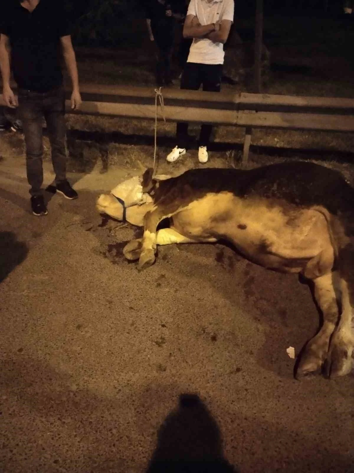 Ümraniye’de kamyonetten yola atlayan kurbanlık dananın ayağı kırıldı
