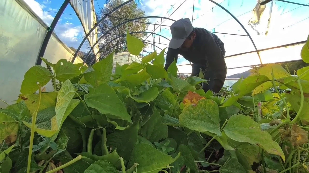 Ünlü şeflerin vazgeçilmez lezzeti: İspir Fasulyesi dünyayı fethediyor
