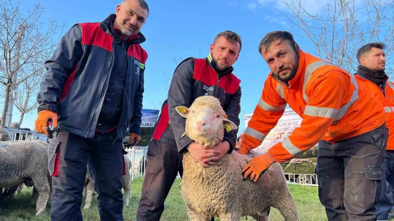 Üreticilere damızlık koç desteği
