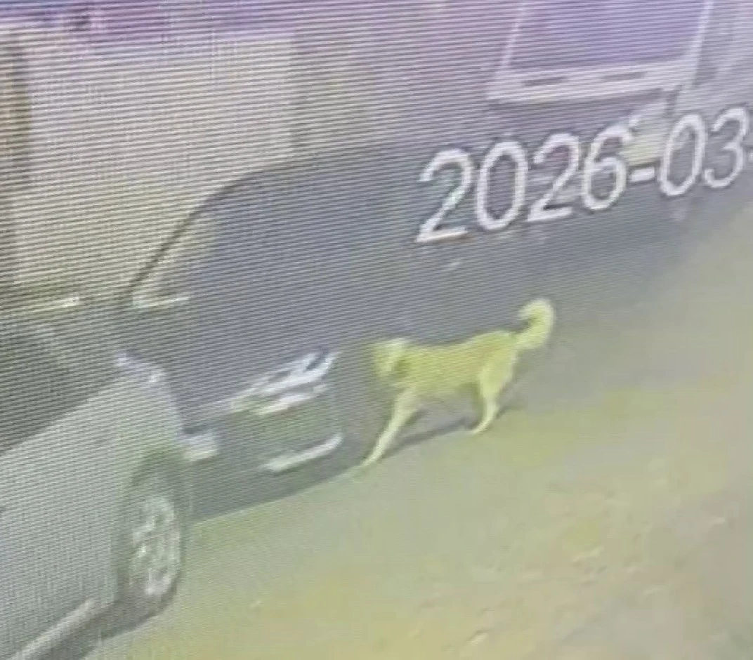 &Uuml;sk&uuml;dar&rsquo;da sokak k&ouml;pekleri paniğe neden oldu: Başıboş s&uuml;r&uuml;n&uuml;n bir araca zarar verdiği anlar kamerada
