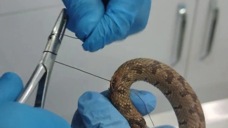 &Uuml;zerinden ara&ccedil; ge&ccedil;ti, tedavi edildikten sonra doğal ortamına bırakıldı
