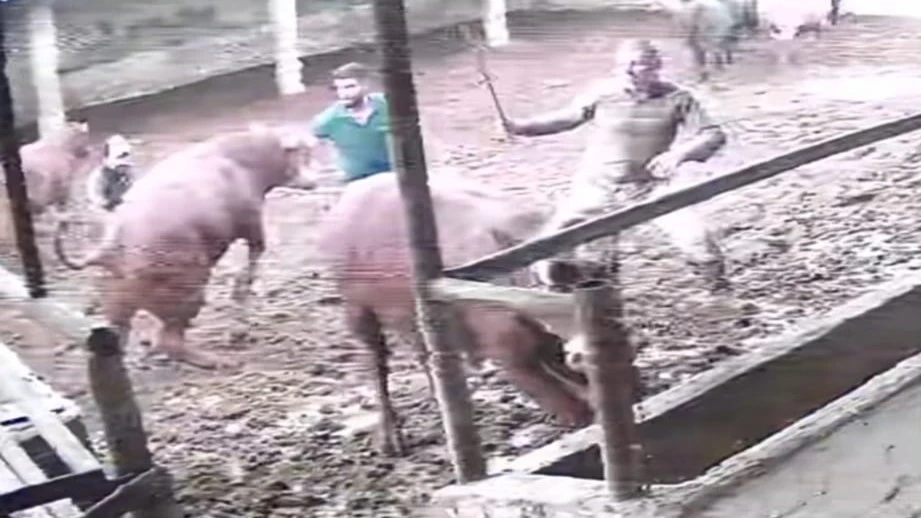 Üzerine zıplayan boğanın darbesiyle yere serildi: O anlar kamerada
