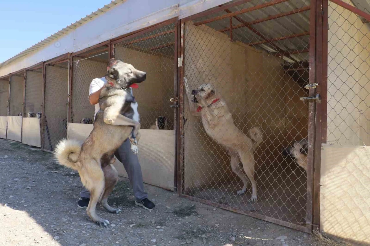 Uzmanı, sosyal medyada süren çoban kopeği yarışına noktayı koydu
