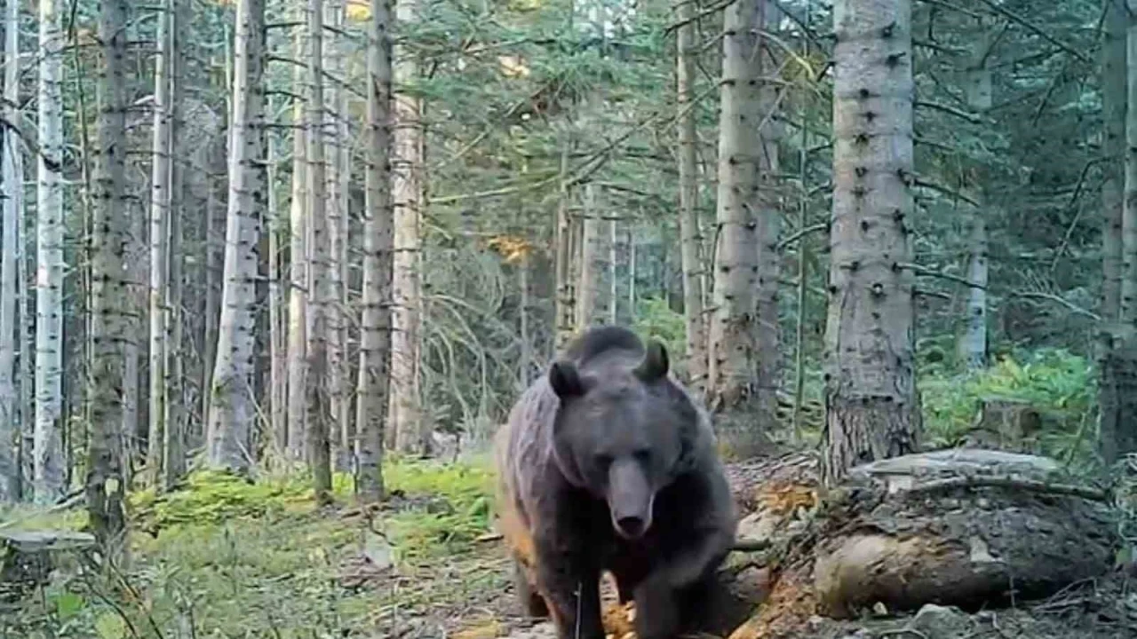Uzmanlar kış uykusuna yatmaya hazırlanan ayılar konusunda uyardı
