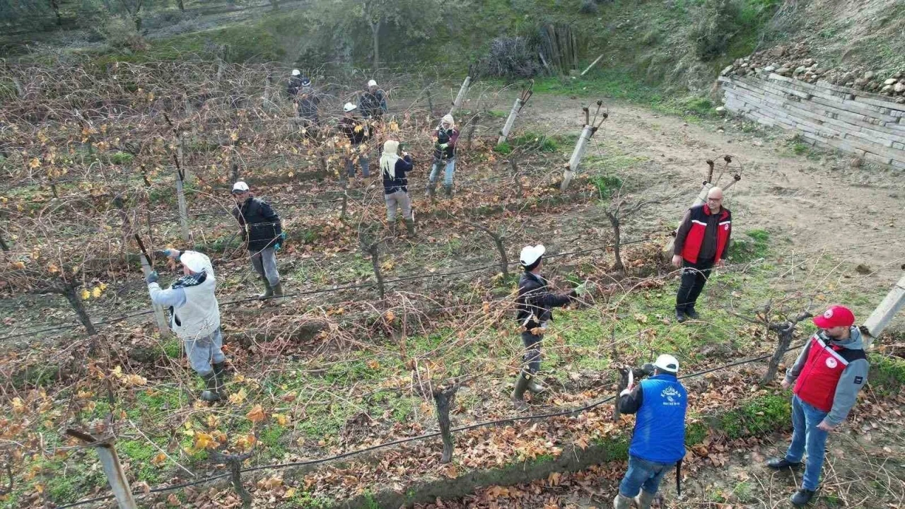 &Uuml;z&uuml;m bağlarında doğru budama i&ccedil;in yerinde eğitim
