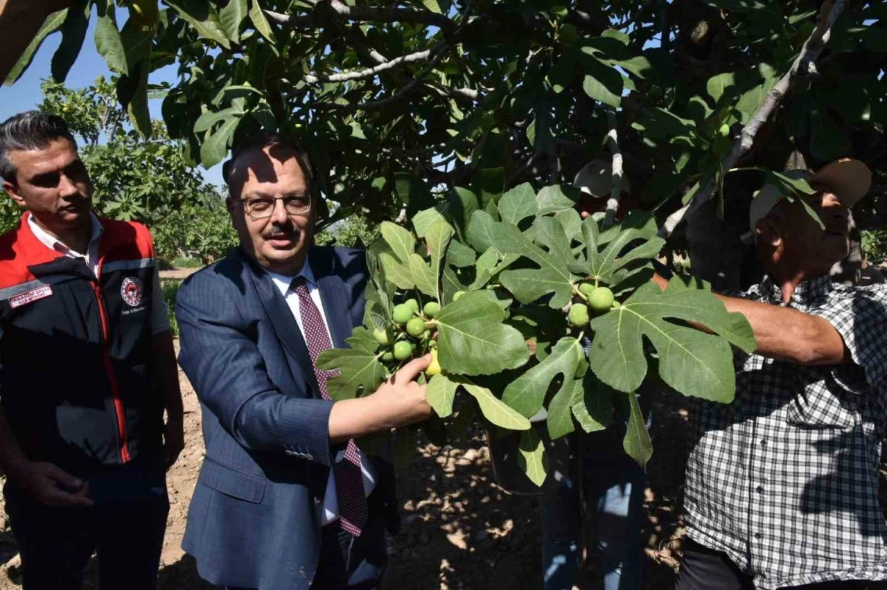Vali Canbolat incir hasadına katıldı
