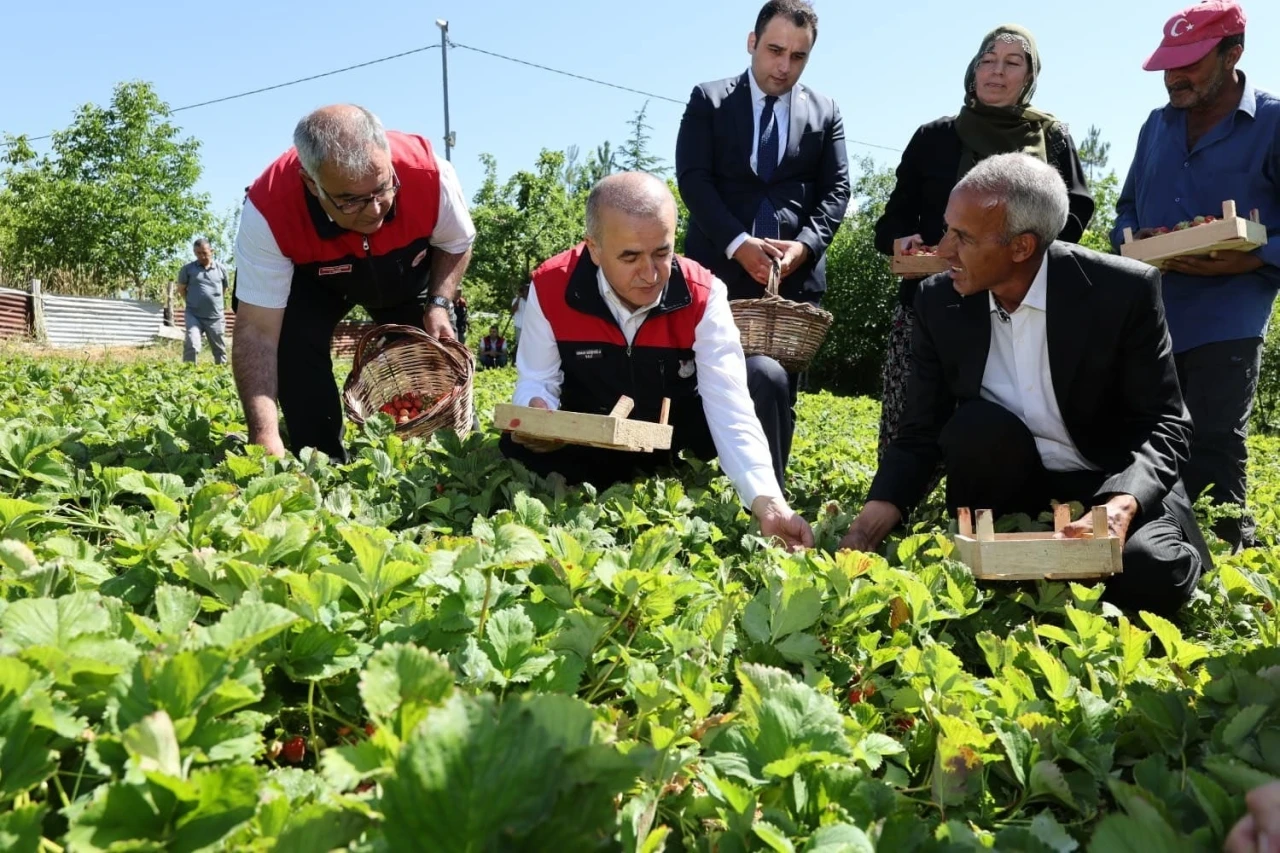Vali Hatipoğlu, &ccedil;ilek hasadı yaptı
