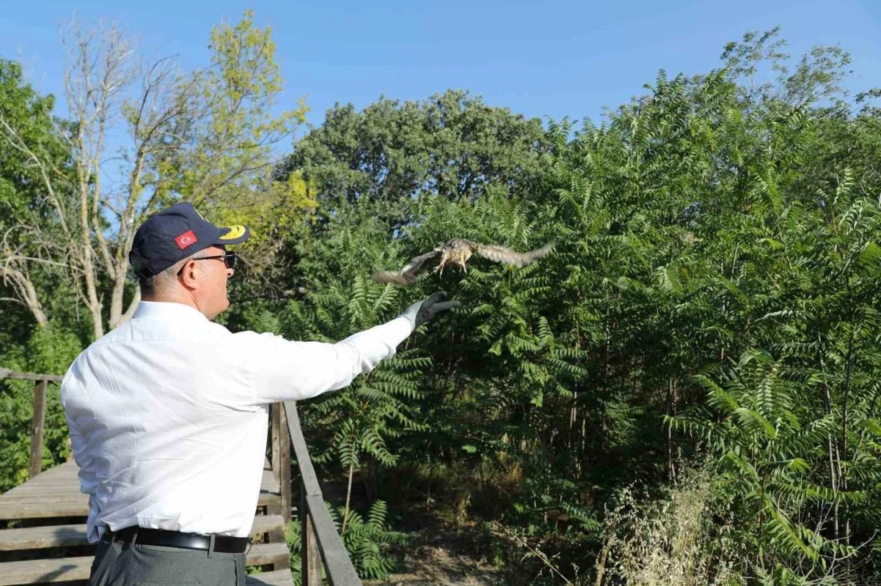 Vali Toraman sağlığına kavuşan kuşları doğal ortamına saldı
