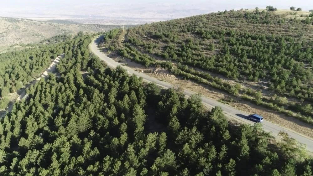 Valilikten yangın tedbiri: 5 ay boyunca ormanlara giriş yasak

