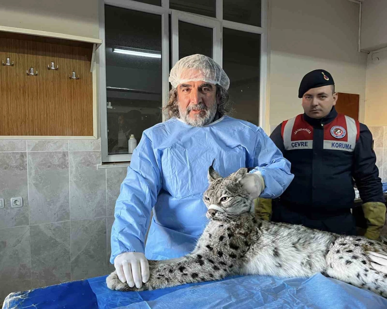 Van’da bitkin halde bulunan vaşak tedavi altına alındı
