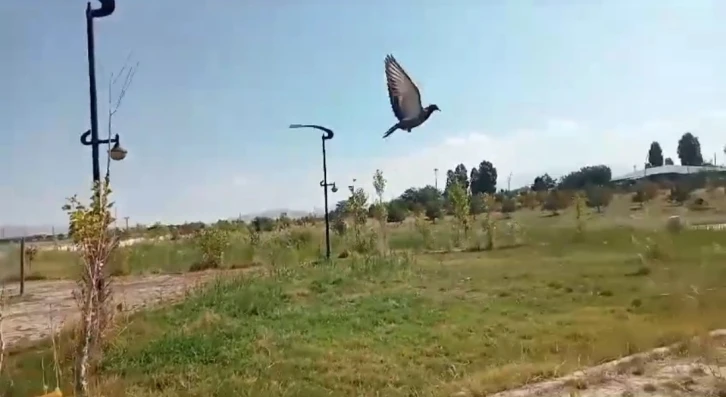 Van&rsquo;da tedavisi tamamlanan kuşlar doğaya salındı
