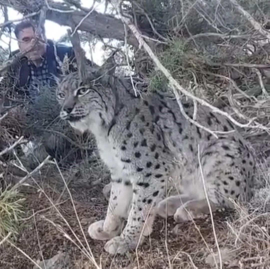 Van’da vaşak görüntülendi
