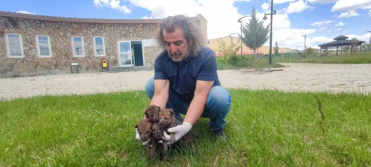 Van YYÜ Yaban Hayvanları Merkezi, yaban hayvanlarına kreş hizmeti sunuyor
