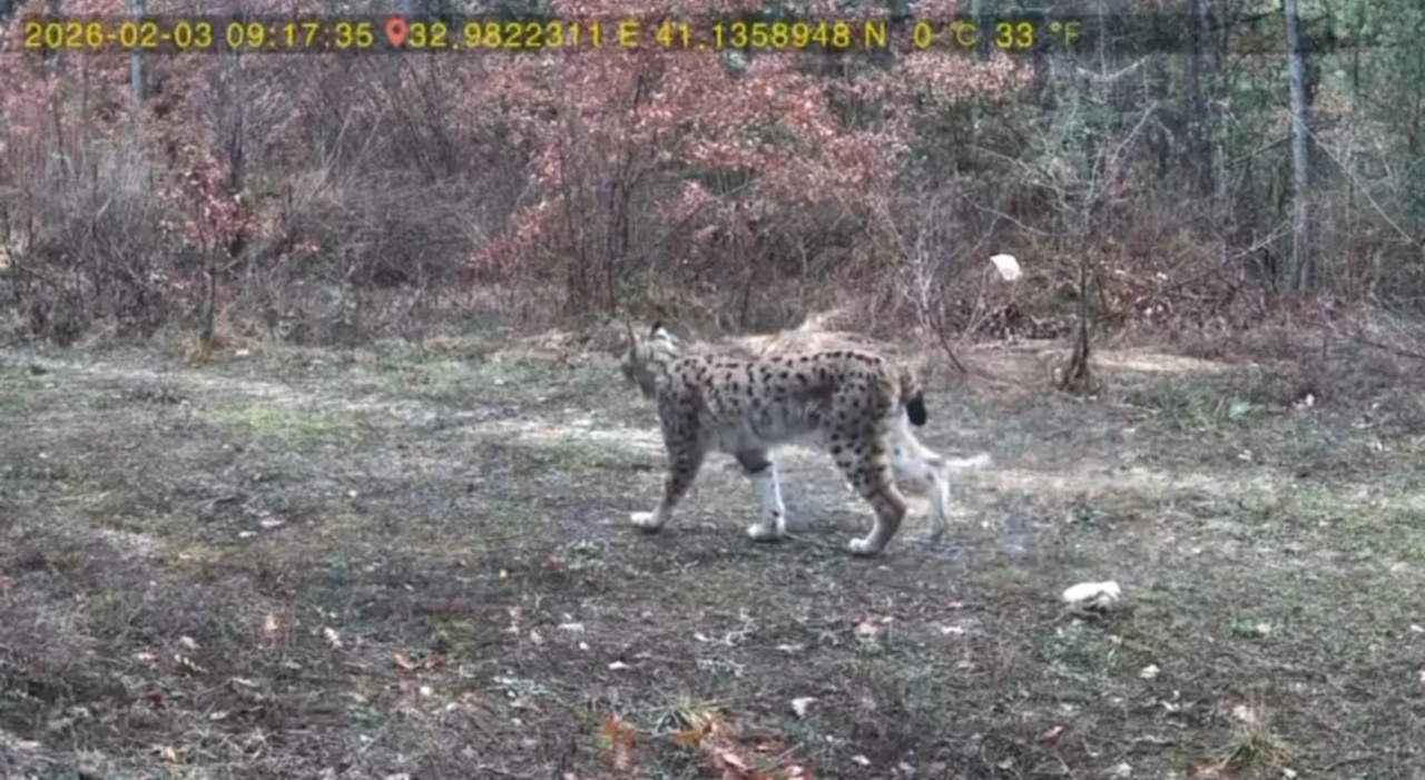 Vaşak ve karaca yavrusu fotokapanla g&ouml;r&uuml;nt&uuml;lendi
