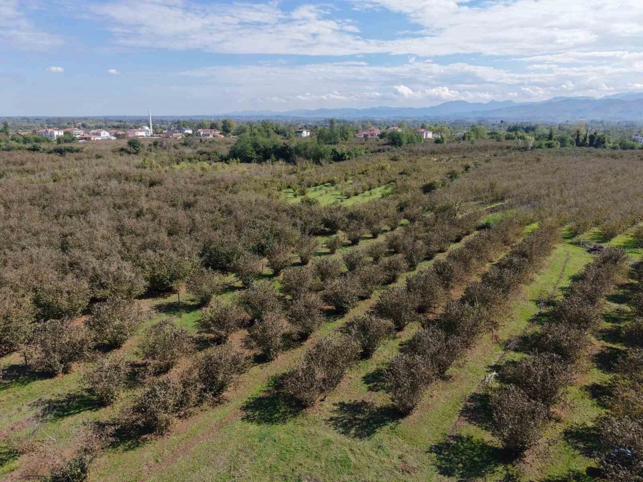 Verimli topraklar ağaçlarla kaplanıyor: Çarşamba Ovası tarımdan uzaklaşıyor
