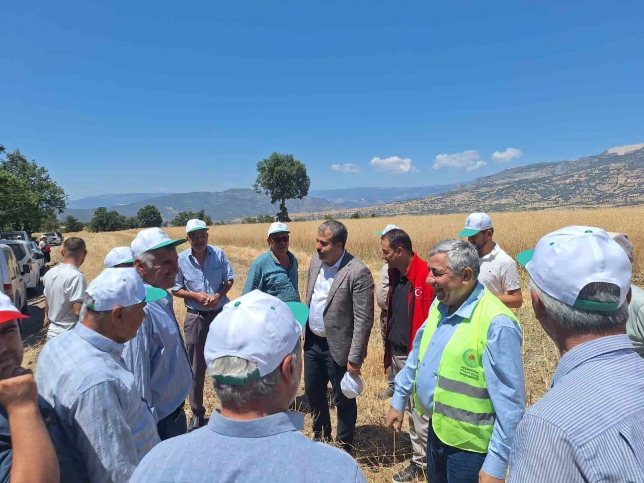 Vezirköprü’de kanola hasadı başladı
