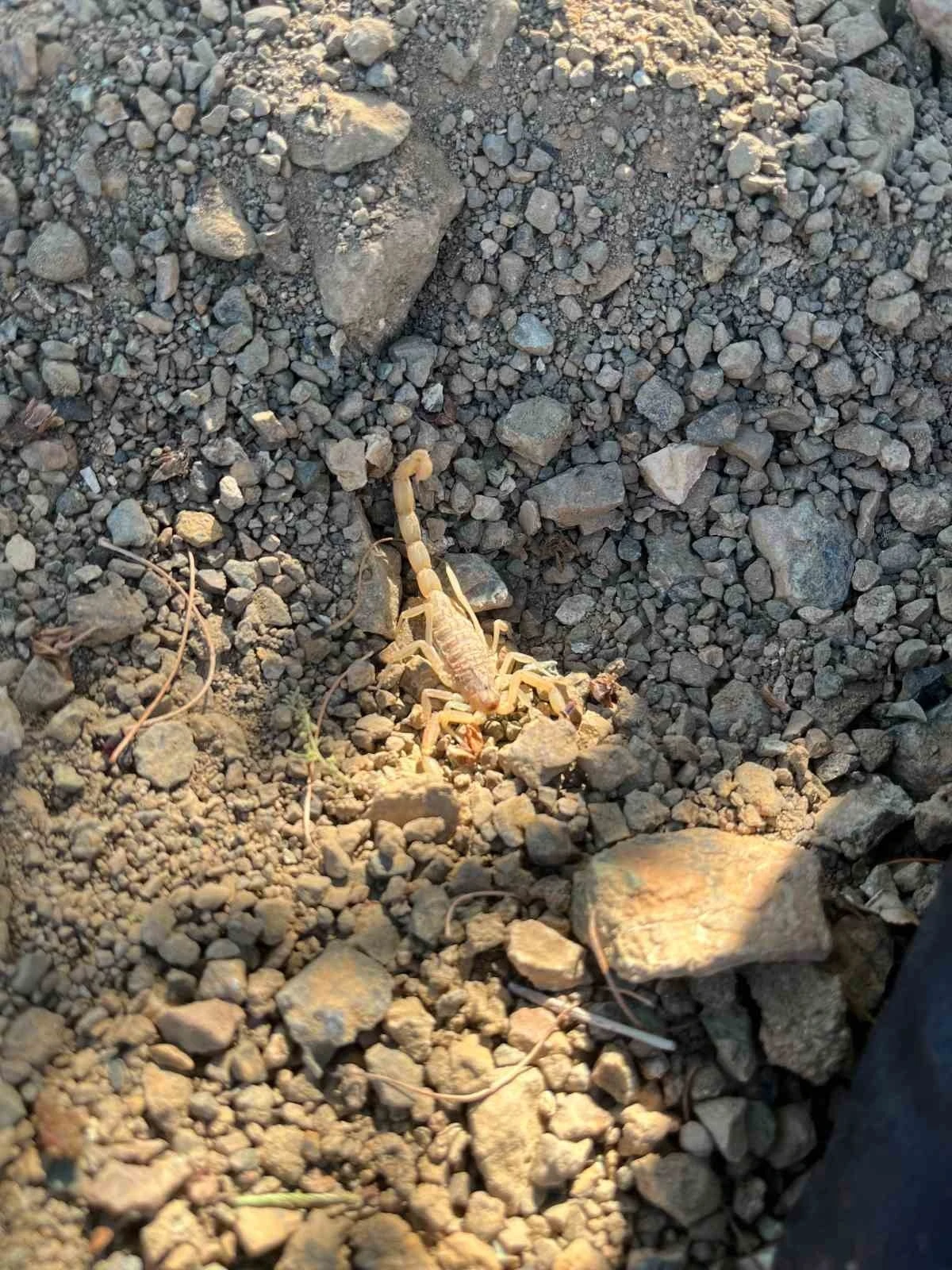 Vişne toplarken akrep sokan şahıs hastaneye kaldırıldı
