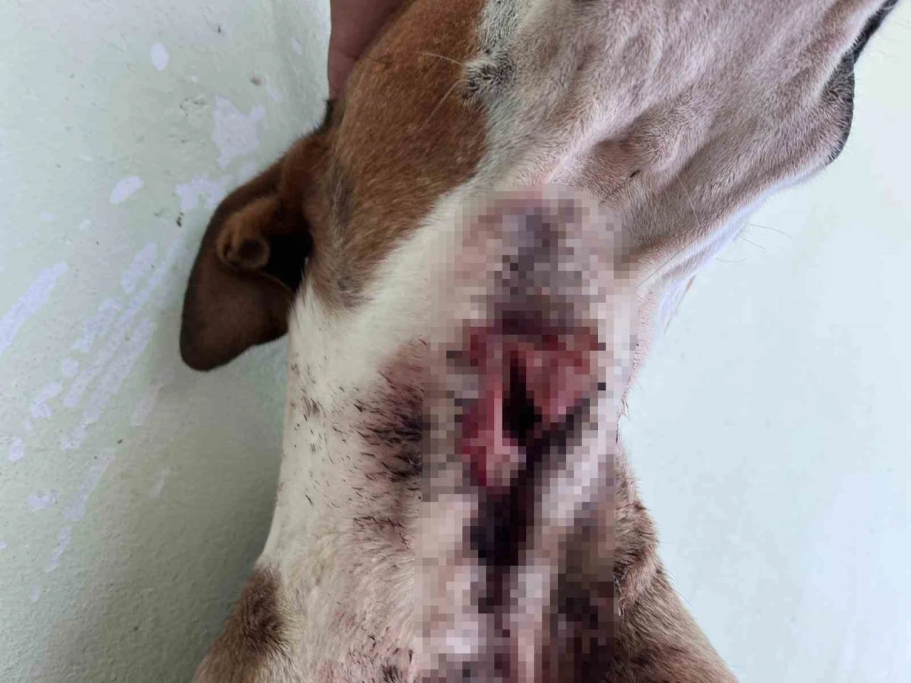 Aç Kalan Domuz Sürüsü Köpeklere Saldırdı