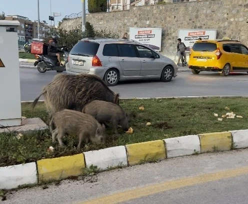 Yaban domuzu besleyen 3 kişiye para cezası
