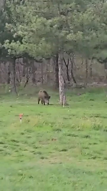 Yaban domuzu da üniversiteli oldu
