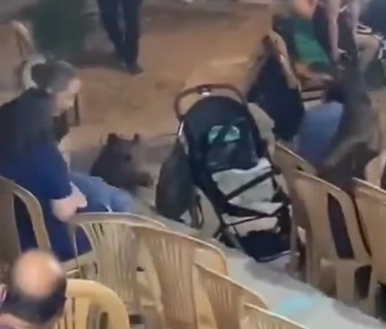 Bodrum'da Düğüne Yaban Domuzu Baskını