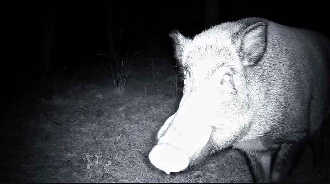 Yaban domuzunun fotokapanla savaşı: Söküp parçalamaya çalıştı
