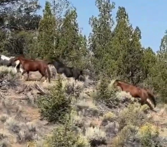 Yabani atları cep telefonu ile g&ouml;r&uuml;nt&uuml;ledi
