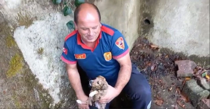 Yağmur giderine sıkışan yavru k&ouml;peği itfaiye kurtardı
