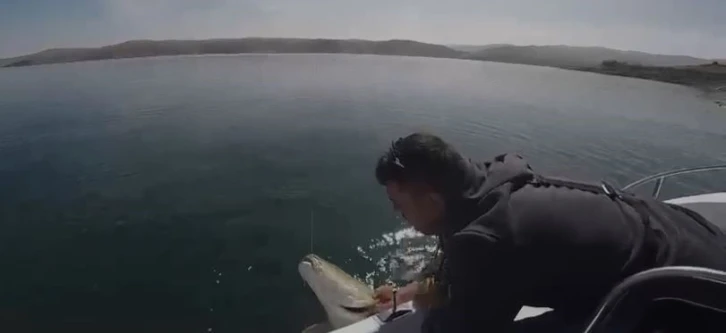 Yakaladığı 40 kiloluk dev Fırat turnasını pop&uuml;lasyonu korumak i&ccedil;in tekrar suya bıraktı
