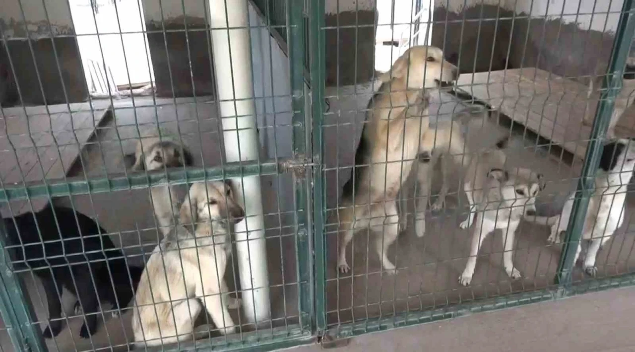 Yaklaşık 4 milyon sahipsiz köpek var, alacak barınak yok
