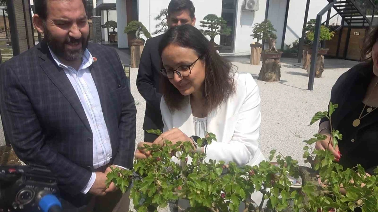 Yalova Bonsai Müzesi’nde dut hasadı

