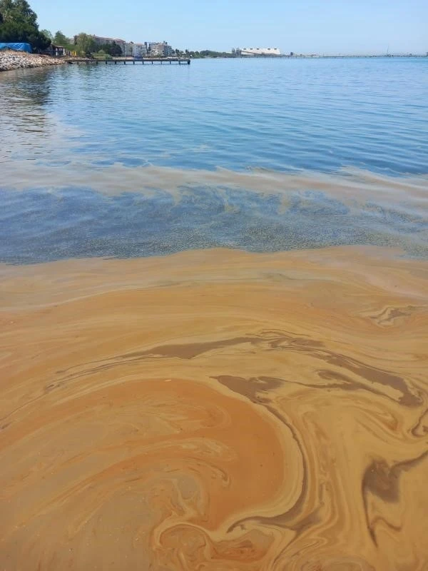 Yalova’da deniz kirliliğine sebep olan fabrikaya inceleme
