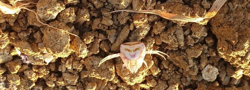 Yalova’da ’insan yüzlü örümcek’ görüldü
