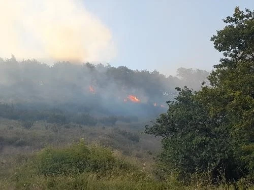 Yalova’da orman yangını
