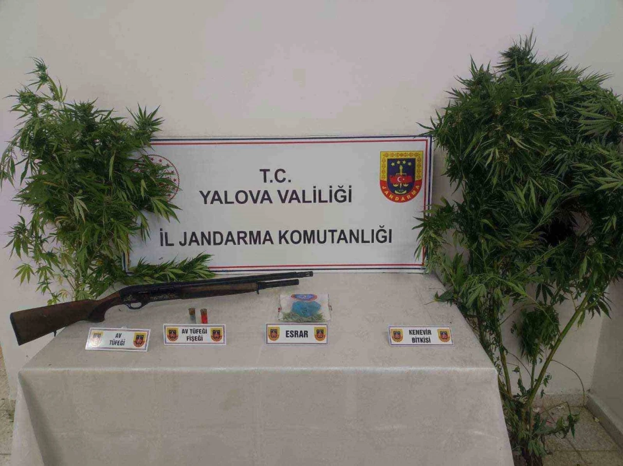 Yalova’da ormanlık alanda uyuşturucu yetiştiren 2 şüpheli yakalandı
