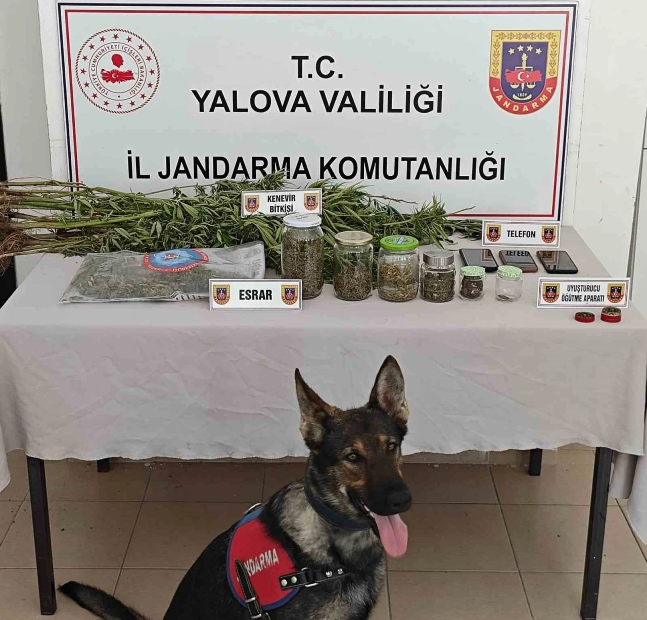 Yalova’da ormanlık alanda yasa dışı kenevir ekimi yapan 3 şüpheli yakalandı
