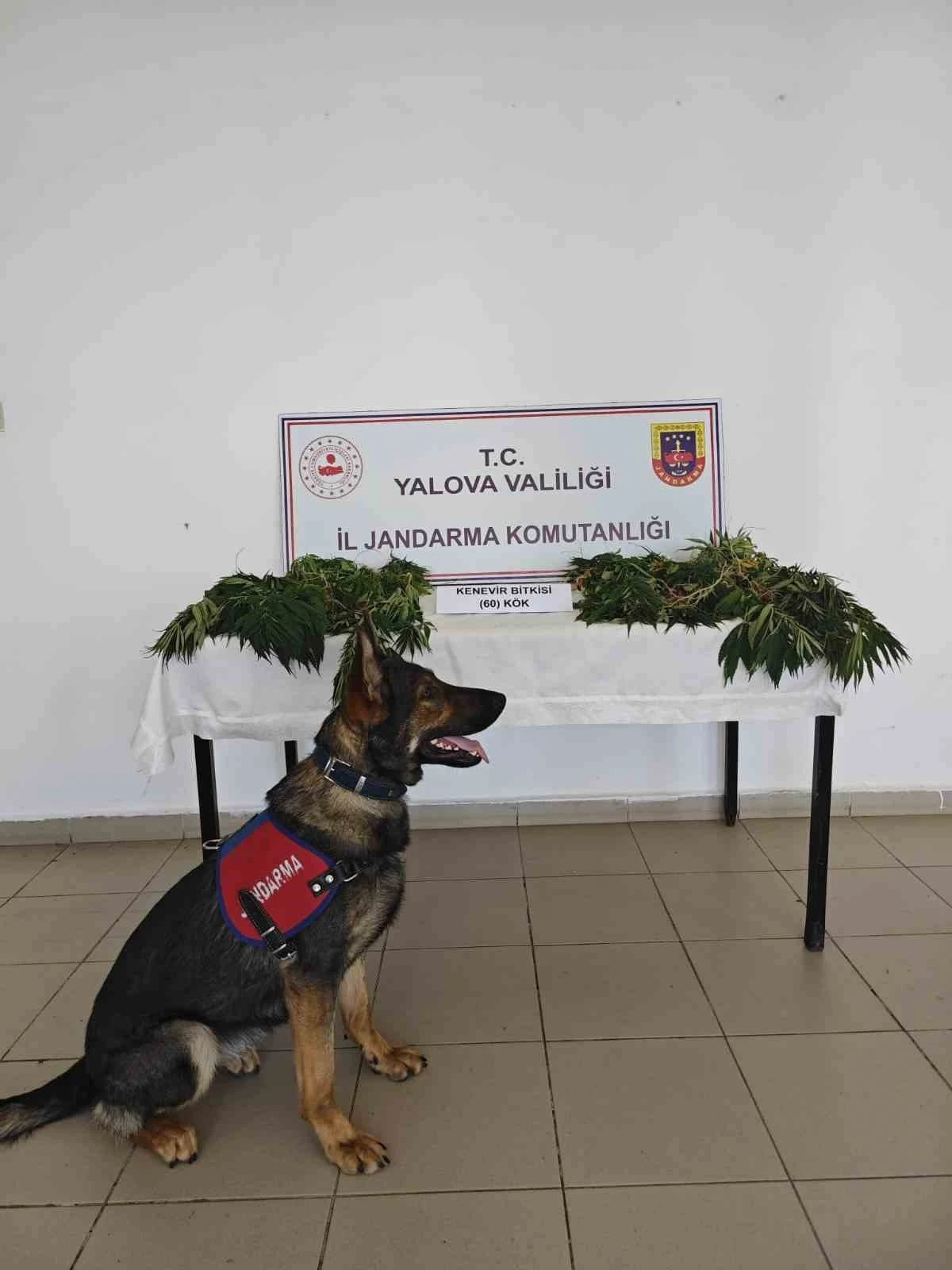 Yalova’da yasa dışı kenevir ekimi yapan zanlı tutuklandı
