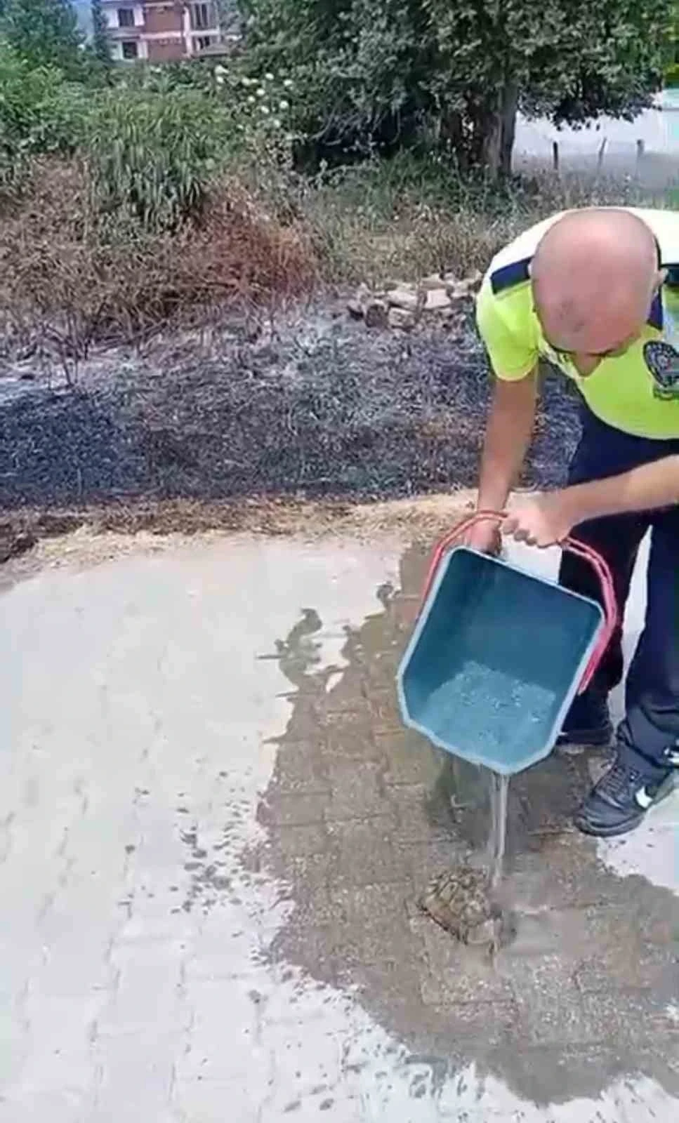 Yanan otların arasından kurtardığı kaplumbağayı suyla serinletti

