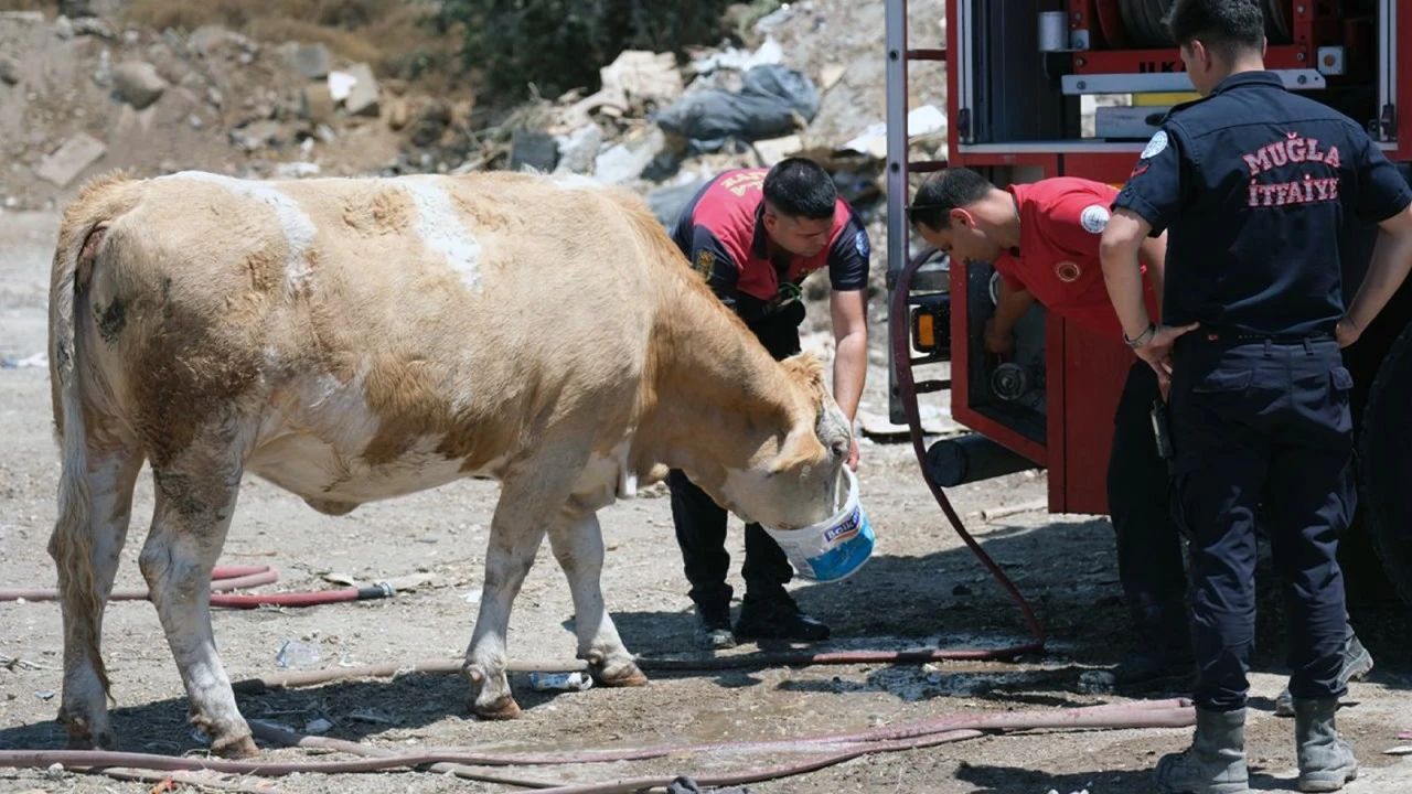 YANGIN B&Ouml;LGESİNDE SUSAYAN İNEKLERE TEMİZ CAN SUYU